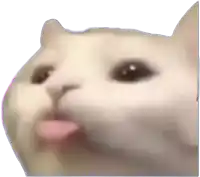 a close up of a cat 's face with its tongue hanging out .