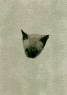 a close up of a kitten 's head on a green background