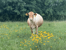 a brown and white cow with a tag on its ear standing in a field of yellow flowers