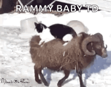 a black and white cat is riding on the back of a ram .
