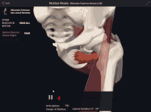 a computer screen shows a skeleton and muscles and says " motion mode "