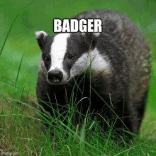 a badger standing in the grass with the word badger written above it