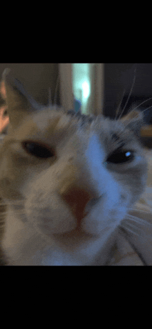 a close up of a cat 's face with a blurred background