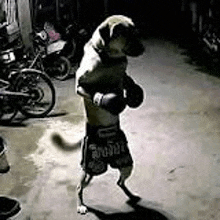 a dog wearing boxing gloves is standing on its hind legs in a garage .