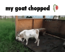 a picture of a goat with the words my goat chopped below it .