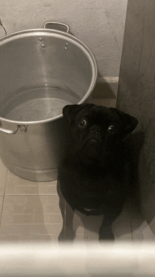 a black pug dog is standing next to a large pot of water