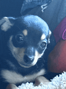 a small black and white dog is looking at the camera with a shirt that says l on it in the background