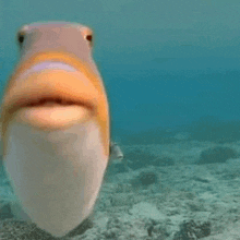 a fish with a large mouth is swimming in the ocean .