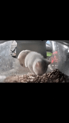 a white hamster is standing in a plastic cage eating food .