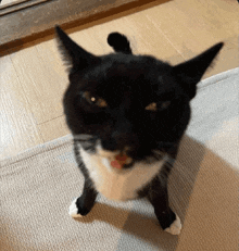 a black and white cat is standing on its hind legs