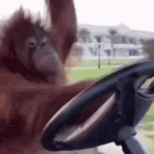 an orangutan is sitting in a car steering wheel .