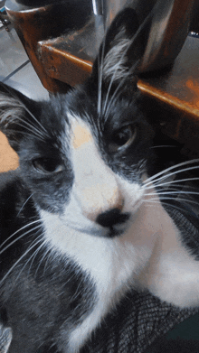 a black and white cat with a yellow patch on its face