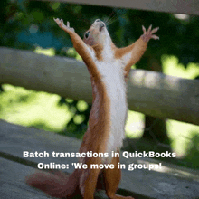 a squirrel with its arms in the air says batch transactions in quickbooks online