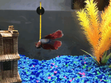 a fish is hanging from a fishing rod in a fish tank