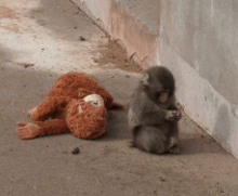 a stuffed animal is laying on the ground next to a smaller stuffed animal