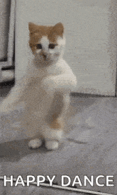 a cat is standing on its hind legs in a room and dancing .