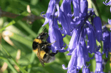 a bee is sitting on a blue flower