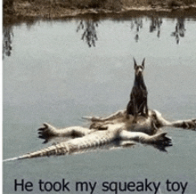 a dog sitting on top of a dead crocodile in the water with the caption he took my squeaky toy