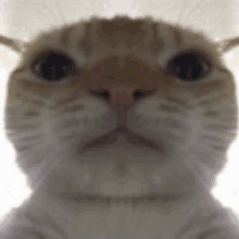 a close up of a cat looking at the camera