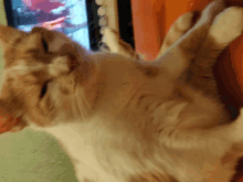 a brown and white cat is laying on its back with its eyes closed