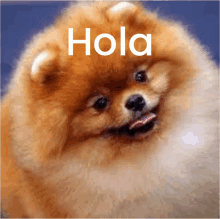 a close up of a pomeranian dog with the word hola written above it