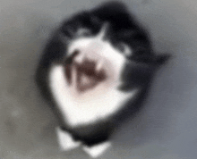 a black and white cat laying down with its mouth open