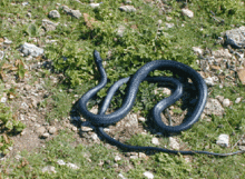 a black snake is laying in the grass on the ground