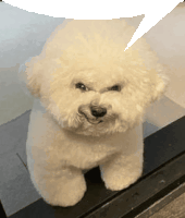 a small white dog with a speech bubble above its head is sitting on a window sill .