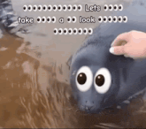 a seal with big eyes is being petted by a person ..