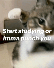 a cat laying down with the words start studying or imma punch you