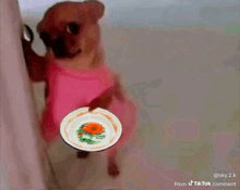 a small dog in a pink dress is holding a plate with a flower on it
