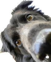 a close up of a black dog 's face with a white background