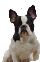 a black and white french bulldog is looking at the camera