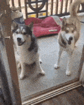 two husky dogs are standing next to each other in front of a sliding glass door