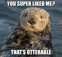 an otter in the water with the caption " you super liked me "