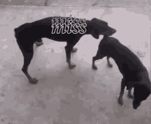 two black dogs are standing next to each other with the words miss miss written on their backs .