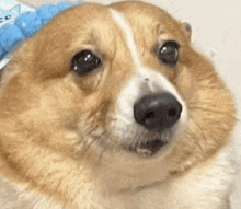 a close up of a brown and white dog looking at the camera with a sad look on its face .