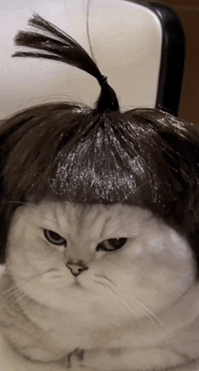 a close up of a cat wearing a wig on its head