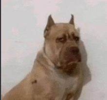 a close up of a dog with horns looking at the camera