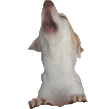 a white and brown dog is sitting with its mouth open .