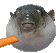 a puffer fish is eating a carrot with its mouth open .