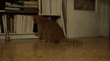 a cat is sitting in front of a bookshelf with a book titled ' a brief history of the world '