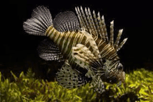 a close up of a lionfish swimming in a tank of water .