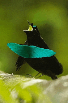 a black bird with a blue feather on its wing