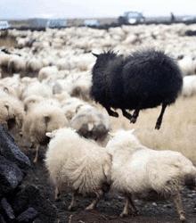 a black sheep jumps over a white sheep in a herd of sheep