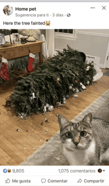 a cat laying on the floor next to a christmas tree