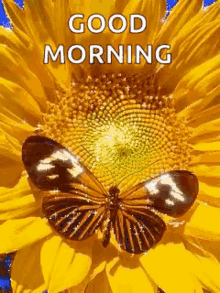 a butterfly is sitting on top of a sunflower with the words `` good morning '' written below it .