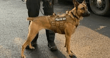 a police k9 dog wearing a harness is standing next to a person .