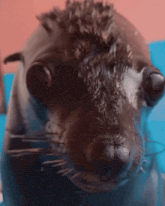 a close up of a seal 's face with big eyes