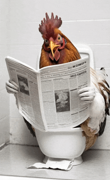 a rooster sitting on a toilet reading a newspaper that says peto captured on it